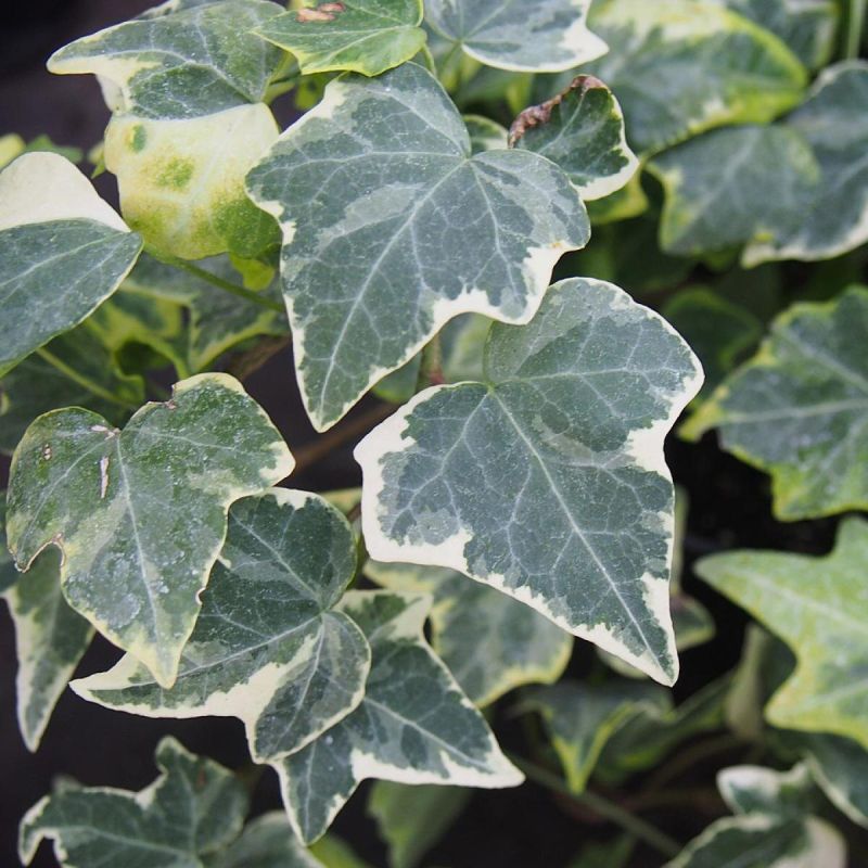 ���� � ���������: ��� ������� ������� ����� � ����� ����