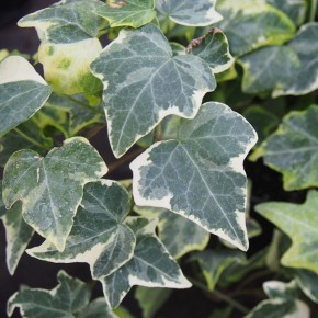 ���� � ���������: ��� ������� ������� ����� � ����� ����