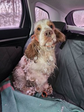 Губернатор Михаил Ведерников об истории с выброшенными на трассе собаками: