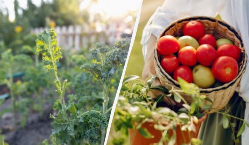 ��� ����� ������� �������� �� ���������: ����������� ������ �� ������