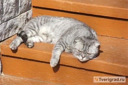 ����� �������: � ������ ���������� ��������� �� �������� ��������� � ���������