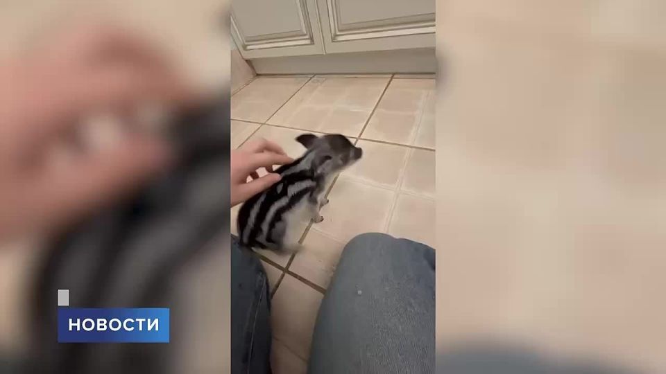 В «Птичьем дворике» пополнение