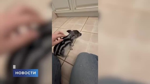 � �������� ������� ����������