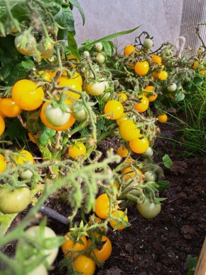 �������� ��� �� �������