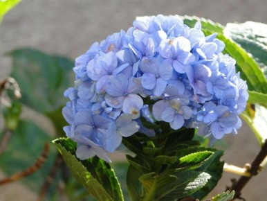 ������, ������� ����� ��������� ���� ���������: ������� � ���������-����������