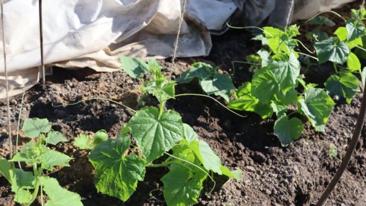 �������� ��� ������: ��� ������� ��� ������ �������� ������?