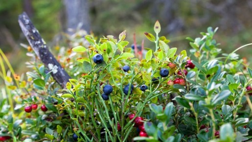 � ���� ������ ������ ������ ����� ���������: ����������� ���������� ��� �� ����