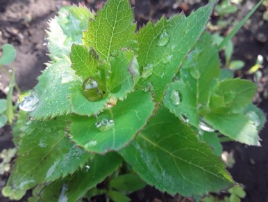 ����������: ������������ �������� � ������� �������