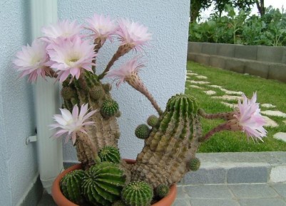 �����, ������� ����� �� ������� � ����: �������� ������� � �����������