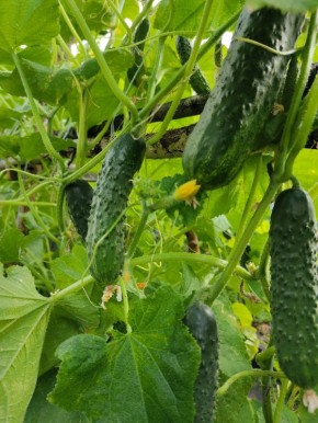 ������ � ����������: ������ ������ ��� ��������� ��������