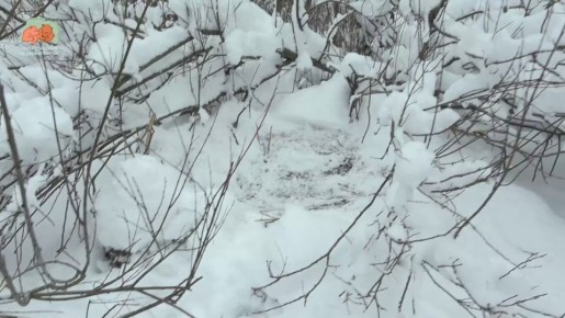 ������� �������� 7-10 ���� �� ���� �������� �� ����������� ������ � ����� �������� ��������-�����