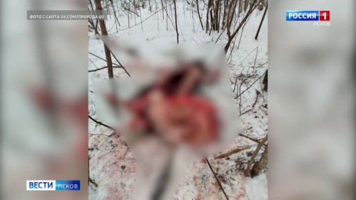 Браконьеры убили беременную лосиху