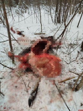 Браконьерам, убившим беременную лосиху вблизи Пскова, грозит лишение свободы