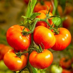 ����� ������: ������������� ����� ��� ������ �������