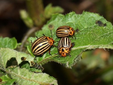 Ложный колорадский жук: как распознать друга от врага