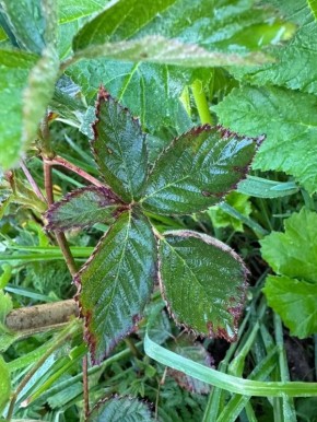 Первая волна вредителей: как защитить свой урожай в июне