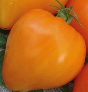 Томат Бычье сердце английское: секреты выращивания крупноплодного сорта