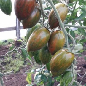 ����� ���������� �������: ��������� ������� ��� �������� � ������