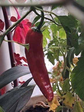 Осенний огород на подоконнике: мини-грядка у вас дома