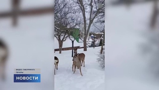 ������-��������� ��������� ���������� �� ������ ����������, �� � ����� ��������