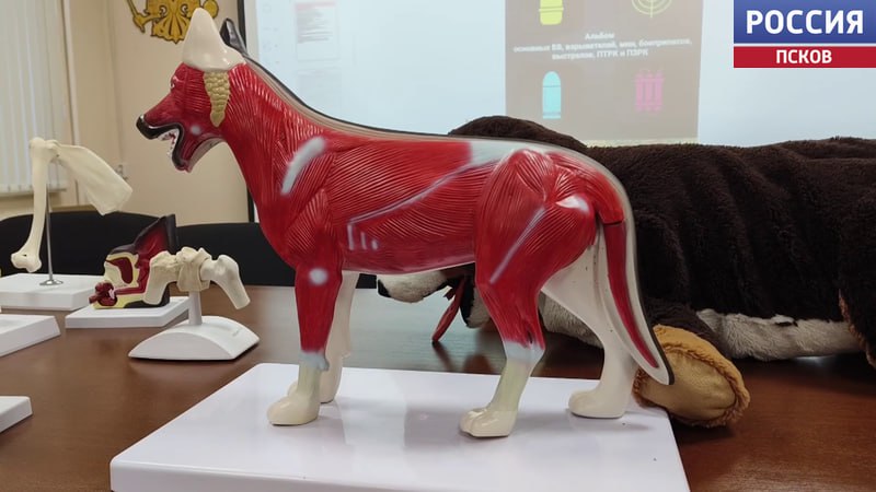 В региональном Управлении Росгвардии прошли занятия по тактической ветеринарной медицине В региональном Управлении Росгвардии прошли занятия по тактической ветеринарной медицине