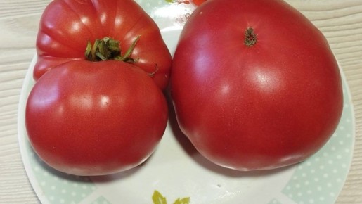 Томат Баба Шура: гиганты для салатов и соусов в теплице