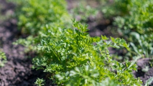 ��� ��������� ����� ���������� ������ ������ � ������ ����