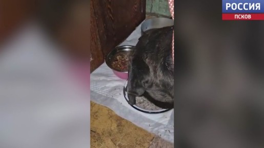 ���������� ������� � ��������� ������ "���������" ������ ���� ���������� ����� � ��������� ������ � �������