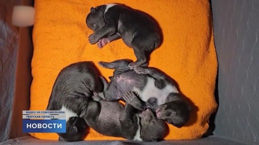 ����� ���������-��������� �� ����������� ������ ���������� �������� ��� � �������� � ������ �������� � �������� �������