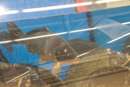 ������� ���� ��� ������ ������: �������, � ������� �� �� �����