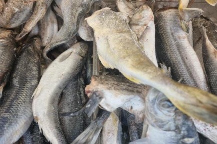 Почему минтай идеален для быстрых рецептов: проверенные способы приготовления за 15 минут