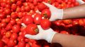 Из горы перезревших помидоров сделаете вкусную закуску: муж попросит добавку