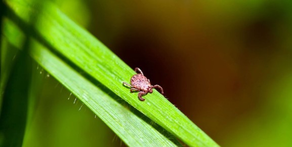 ����������� �������� ��� ������ ���� �� ������