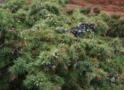 ������ �� ������ �������������� � ������� �� ������