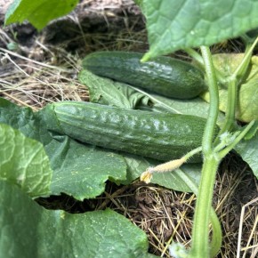 Как луковая шелуха может преобразить ваш огород