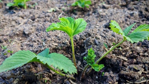 ��� ��������� ���������� ��������: ������� ������ ��������� ������