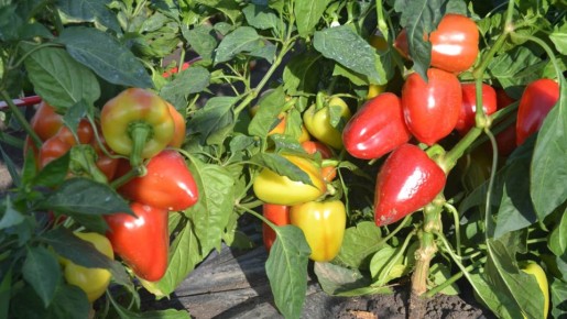 ����������� ������ �� ��������� �������� ����� ��� ���������� ������