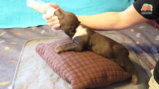 Четверо спасенных медвежат из Бежаницкого округа продолжают расти и крепнуть