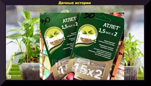 Как помочь рассаде вырасти крепкой: секреты применения "Атлета"