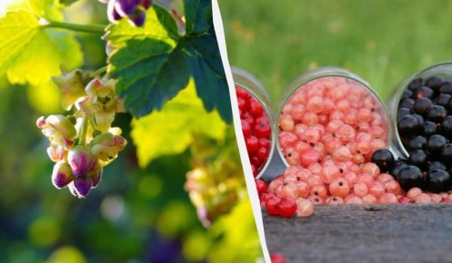 ��� �������� ����� �� ���������� ��� ���������� ������