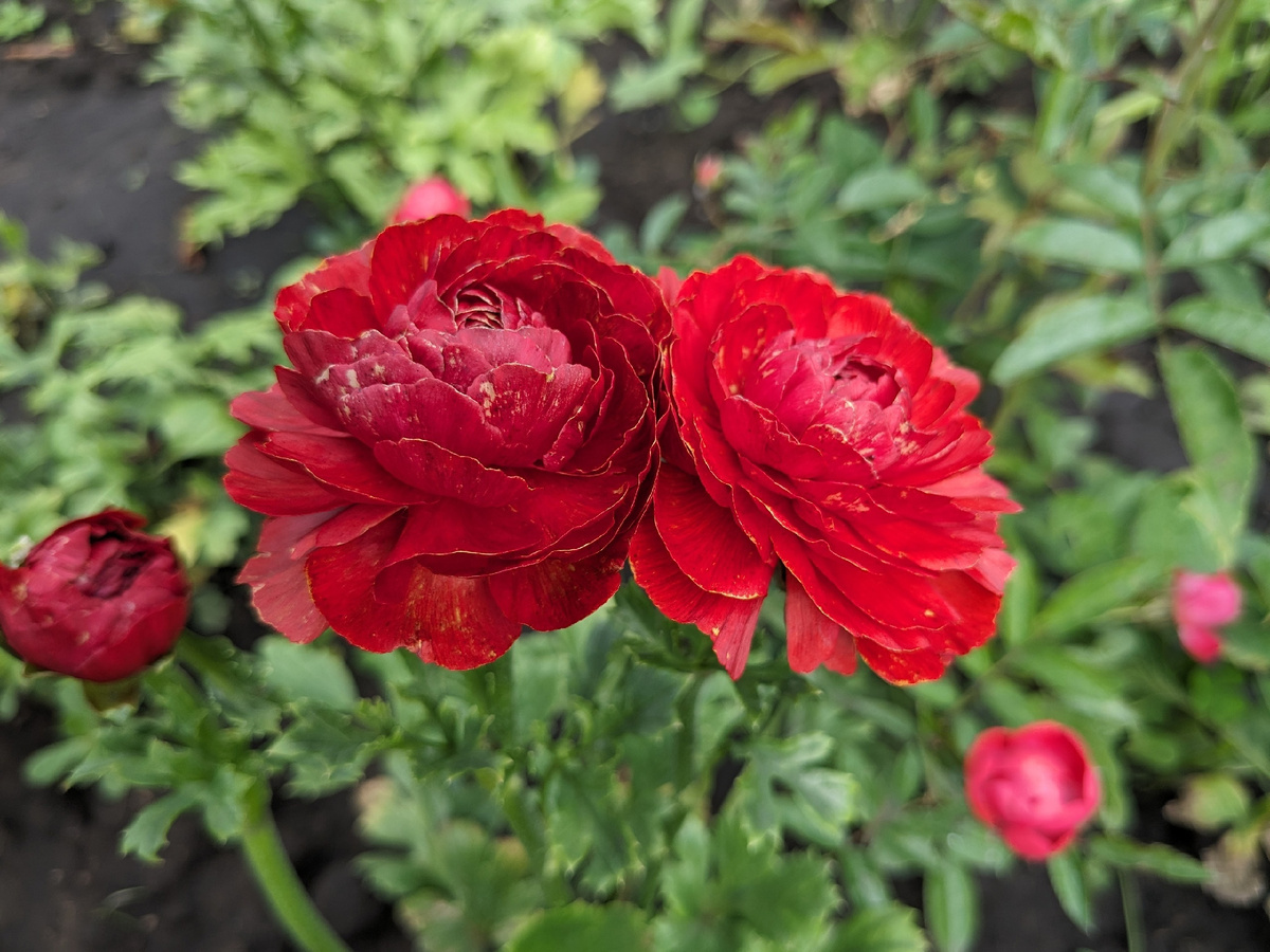 Не удача года: что случилось с садовыми лютиками?