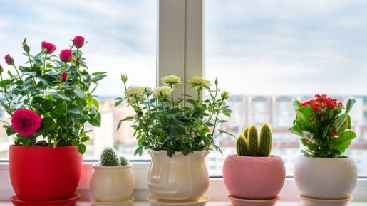 ��� ��������� ������������ ��������� ��� �� 85%: ������� �������� ���������