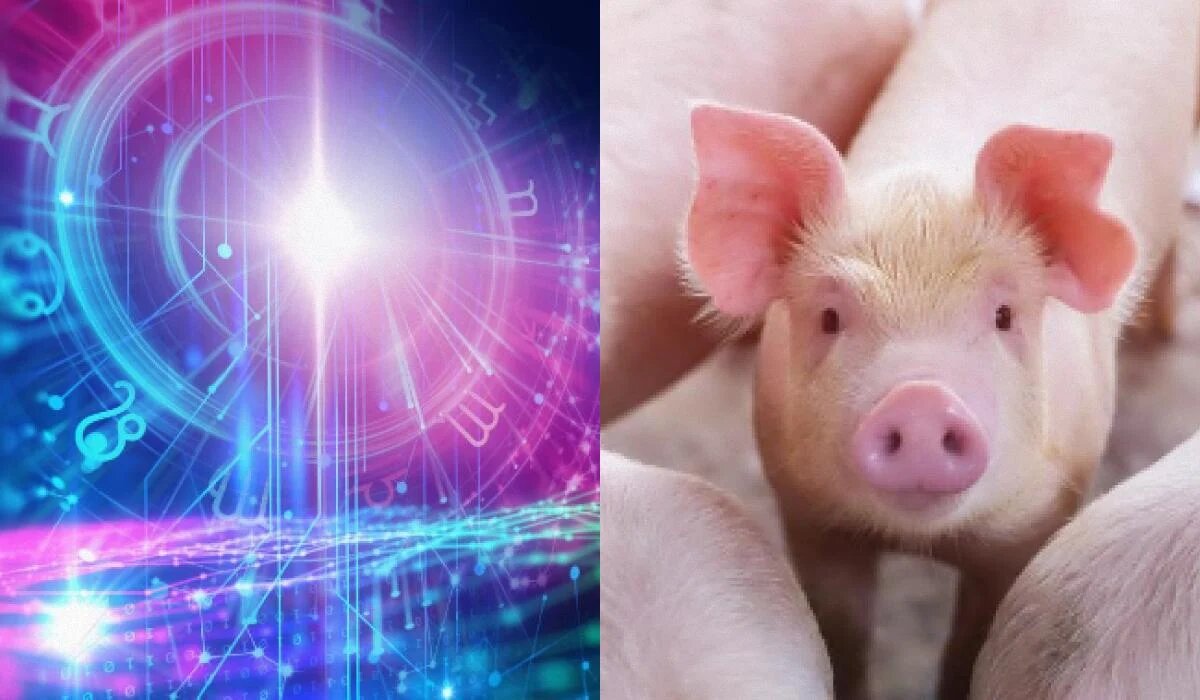 Какое домашнее животное соответствует вашему знаку зодиака?