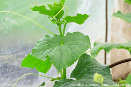 ����� ������ ��������� ��� �������: ������� �������� ������