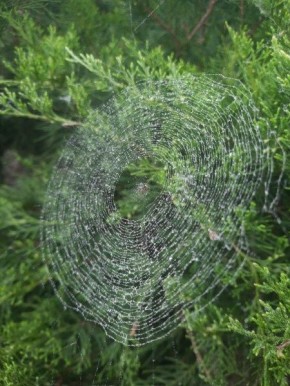 ���������� �����: ������������ ������� �� ����� ������ ��������