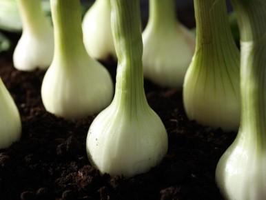 ������ ������� ����� ����: �������� ������� � �������