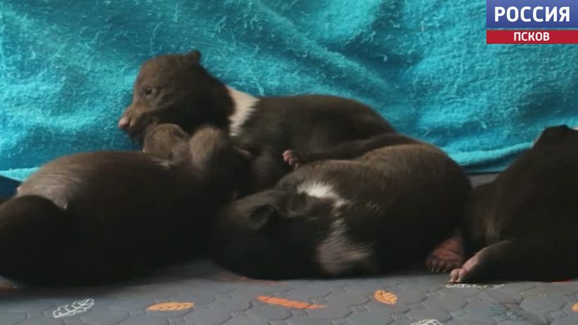 ���������-������ �� ������ ������� ������ ���� � �������� ������ ��������