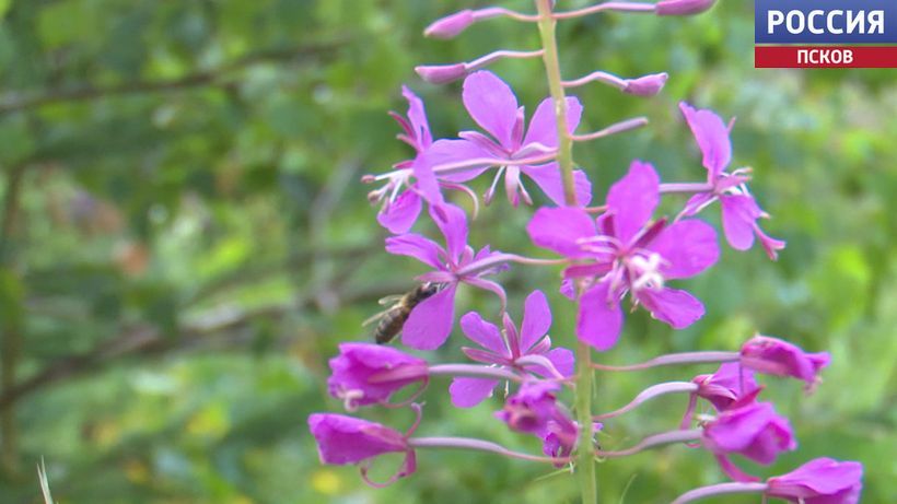 ����-��� ��������� ����� �� ��������, ��� � ��������