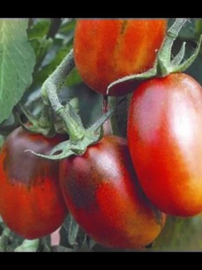 ����� ������� ����������: ����������� ������ � ������ ��������� � ����� ����