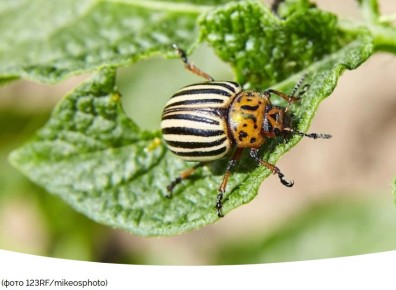 ��� �������� ��������� �� ������������ ����: ����������� ������� ������ � ����